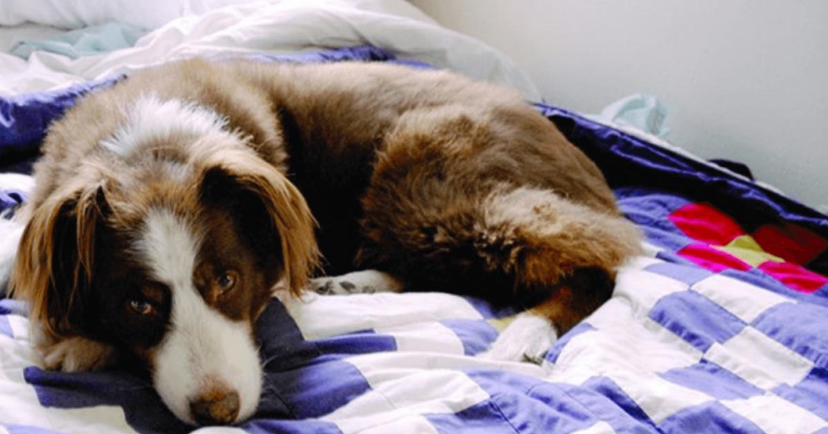 how do i get dog hair off my sheets